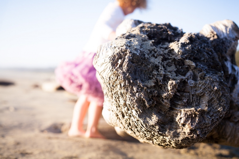 driftwood on Tofino beach, Vancouver Island, British Columbia