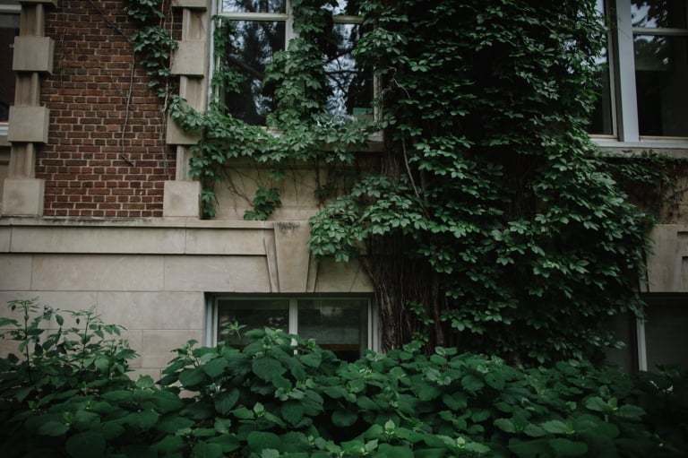 lush greenery overtaking a historic building in Edmonton, Alberta, Canada