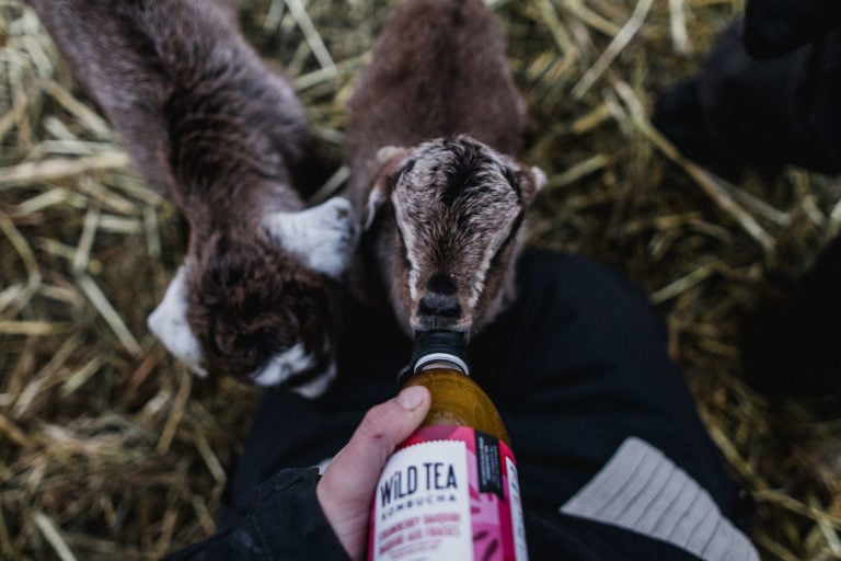 a Wild Tea Kombucha bottle is used to feed a baby goat