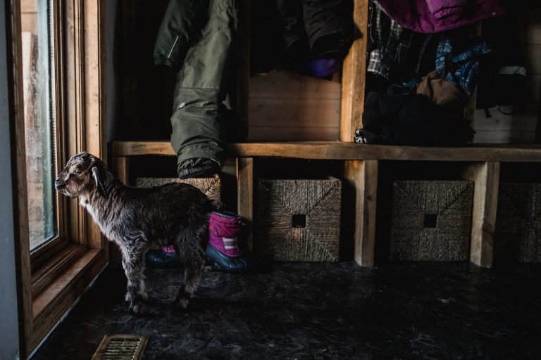 baby goat stands in house looking out window