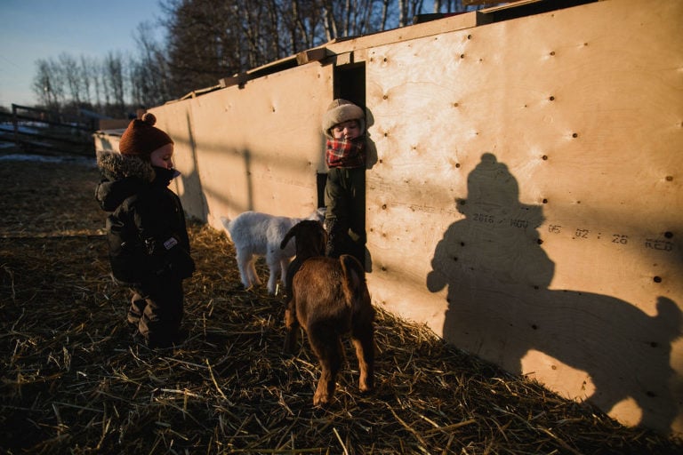 kids squeeze out of goat shelter on farm