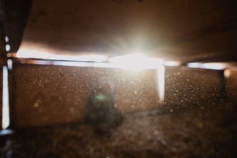 sun shines through hay dust in goat shelter