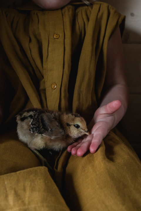 a baby chick sits in a child's lap